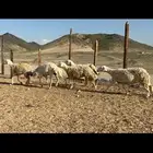 غنم حرش صنف الصنف عددها 41