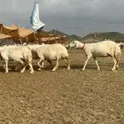 غنم حرش جروم صنف