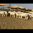 غنم حريات حرش صنف