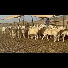 غنم حرش عددها 26 دفيع مفاصيل