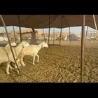 غنم حرش دفيع عددها 55