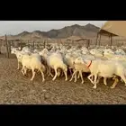 غنم حرش دفيع عددها 42