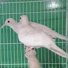 زيبرا دوف قمري المآسي قميري