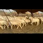 غنم حرش صنف