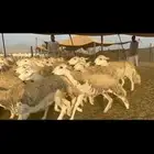 غنم حرش مراح واحد