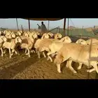 غنم جروم شي فاخر