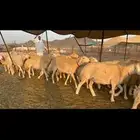 غنم حرش جروم