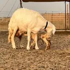 حريات صنف الصنف