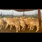 رخال حرش صنف