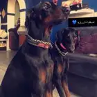 دوبرمان اروبي بيور