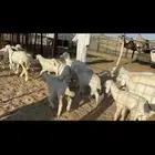 غنم خلفات طيبها عددها 22 وتحتها 22