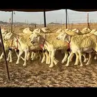 رخال حرية صنف ( تم البيع )