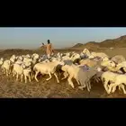 غنم خلفات طيبه