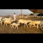 غنم حرش خلفات
