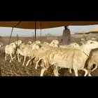 غنم حرش صنف دفيع