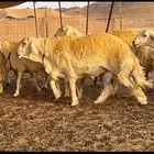 حريات صنف الصنف ( تم البيع )