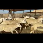 عرض نادر غنم حرش عددها 39 بالفحل وتحتها 20