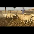 غنم حرية صنف