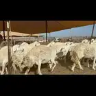 غنم حرش بواخر