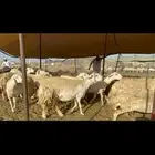 غنم حريات حرش ظغط عالي