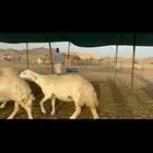 غنم حريات حرش صنف عددها 60 دفيع