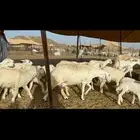 غنم خلفات طيبة