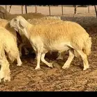 حريات حرش فواخر صنف ( تم البيع )