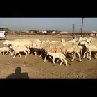 غنم حريات متابيع 20 معاها (تم البيع)