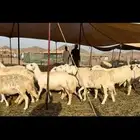 غنم حريات دفيع صنف جروم (تم البيع)