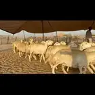 غنم حرية نخبة النخبة