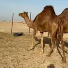 بكار حمر جدعات سواحل