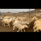 غنم خلفات صنف طيب