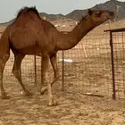 قعود مشروع فحل صنف