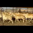 غنم حرش شي فاخر
