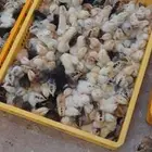 فروج دجاج بلدي