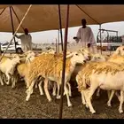 رخال حريه صنف جروم نوادر (تم البيع)