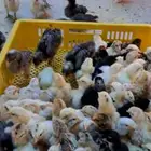 صوص دجاج بلدي