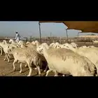 غنم حرش حريات طيبة