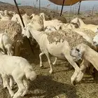 غنم خلفات حريات طيبة