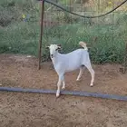 تيس بلدي