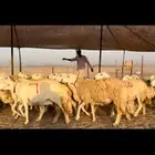 غنم حريات صنف جروم نخبة (تم البيع)