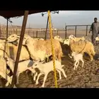 غنم حريات حرش 21 معاها 12 (تم البيع)