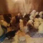 صوص فروخ دجاج