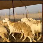 عنم حريات جروم صنف 64 (تم البيع)