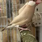 زوجين جاوا فنش كريمي(تم البيع )