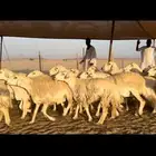 غنم حريات جروم نخبة 35 معاها (تم البيع)