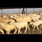 غنم حريات مراح 61 معاها 40 (تم البيع)