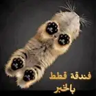 فندقة قطط بالخبر