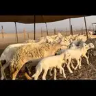 غنم حريات متابيع 30 معاها (تم البيع)