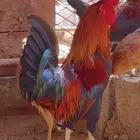 دجاج عربي دم صافي